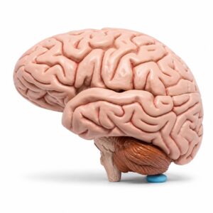 Human Model – Brain