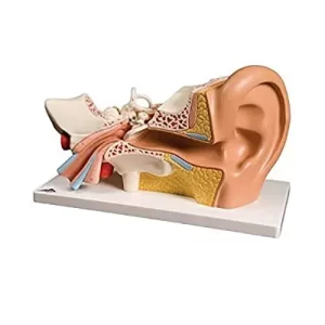 Human Model – Ear