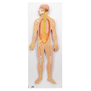 Human Model – Nervous System